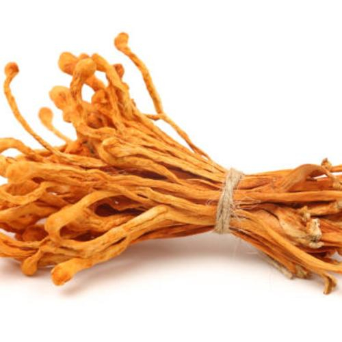 Tác Dụng Của Đông Trùng Hạ Thảo Đến Sức Khỏe Người Cao Tuổi